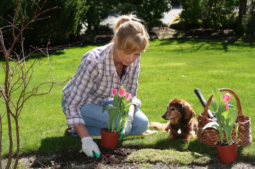 Local planting and lawn improvement for a Carshalton home
